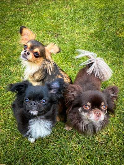 Wo sind meine Chihuahua- Chihuahua mischlings Besitzer ??-Beitrag-Bild