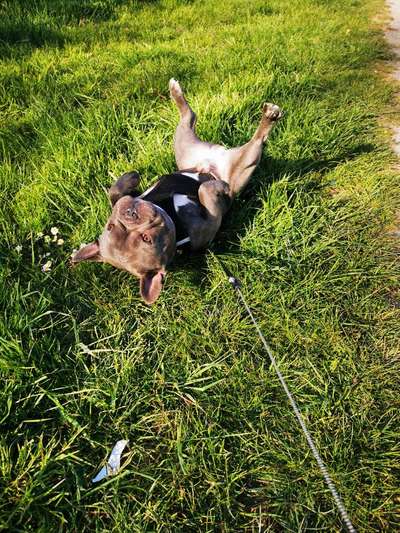 Die Dogorama Monats Challenge "Es grünt und blüht"-Beitrag-Bild