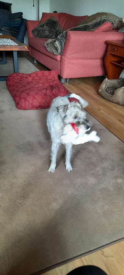 Wo sind die Jack und Parson Russell Terrier?-Beitrag-Bild