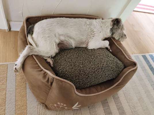 Wo sind die Jack und Parson Russell Terrier?-Beitrag-Bild