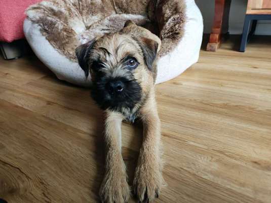 Border Terrier-Beitrag-Bild