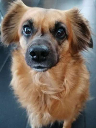 Dogorama Photo Challenge - Hundeblick zum hinschmelzen-Beitrag-Bild