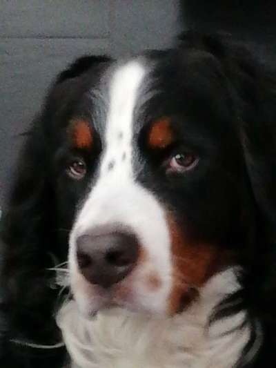 Dogorama Photo Challenge - Hundeblick zum hinschmelzen-Beitrag-Bild