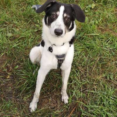 Hundetreffen-Spiel oder Gassirunde in Lennep-Bild