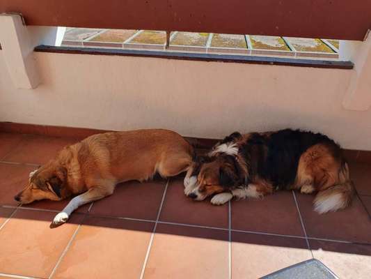 Versicherungen für Hunde – Eure Erfahrungen und Meinungen!-Beitrag-Bild