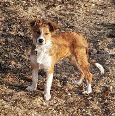 Welches Futter nehmt ihr?-Beitrag-Bild