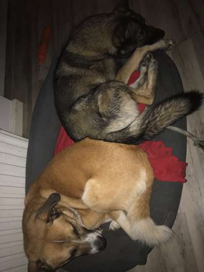 BIG LOVE :) mit 2 Hunden❣️-Beitrag-Bild