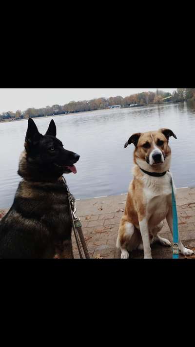 Mehrere Hunde zuhause !-Beitrag-Bild