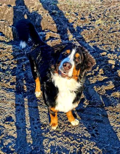 Berner Sennen-Beitrag-Bild