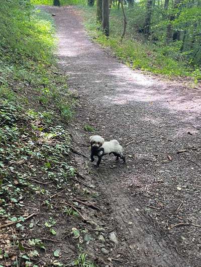 Die Dogorama Wochen Challenge-Beitrag-Bild