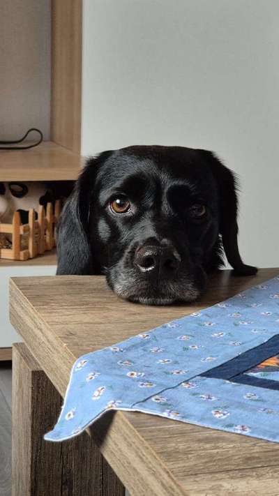 Unsere Fellnasen-Vielfalt im Überblick!-Beitrag-Bild