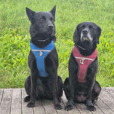 TierschutzhundeStammtisch🐕-Beitrag-Bild