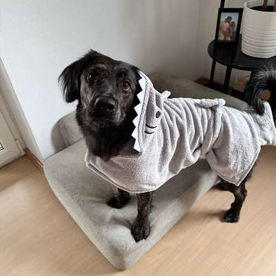 Hundetreffen-Spielfreund/in gesucht (Graz-Umgebung)-Bild