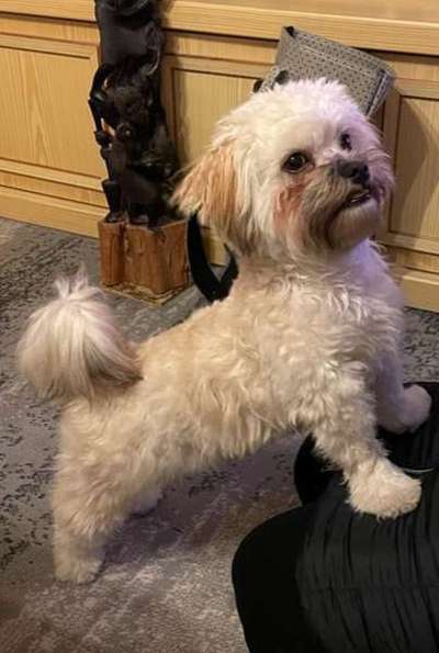 Havaneser dabei?:)-Beitrag-Bild