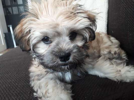 Havaneser dabei?:)-Beitrag-Bild