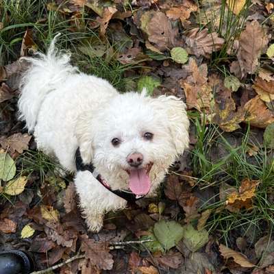 Hundetreffen-Fino sucht neue Freunde zum Spielen und Toben-Bild