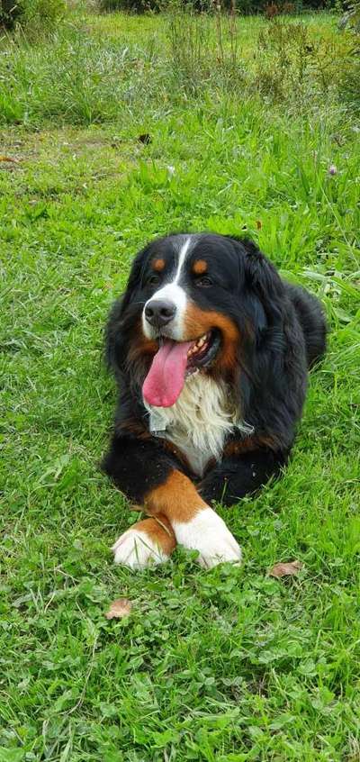 Die Dogorama Kalender Challenge Titelbild-Beitrag-Bild