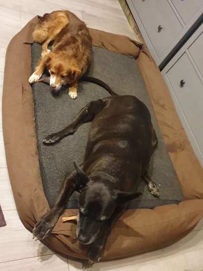 Bester Freund, Hundekumpel - zeigt her!-Beitrag-Bild