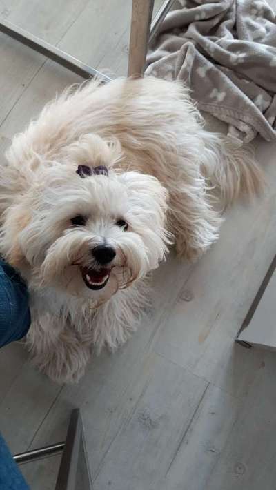 Fotosammlung: ,,Der natürliche Hund" Unbearbeitet, ungestellt und in Natura-Beitrag-Bild