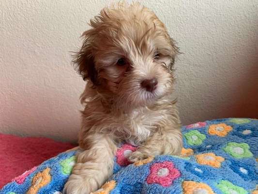 Fotosammlung: ,,Der natürliche Hund" Unbearbeitet, ungestellt und in Natura-Beitrag-Bild