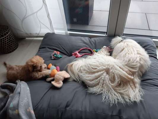 Havaneser-Beitrag-Bild