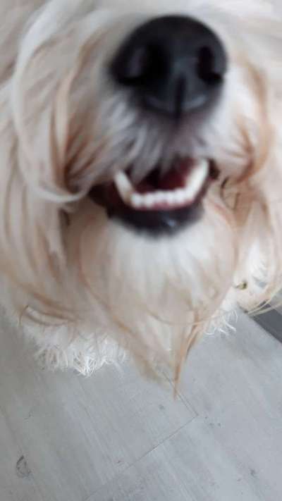 Zeigt mir die tollste Nahaufnahme von eurer Fellnase-Beitrag-Bild