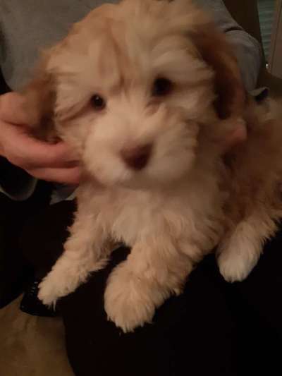 Welpen Bilder !-Beitrag-Bild