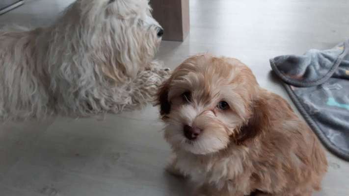 Havaneser dabei?:)-Beitrag-Bild