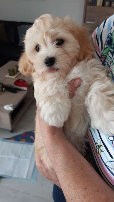 Welpen Bilder !-Beitrag-Bild