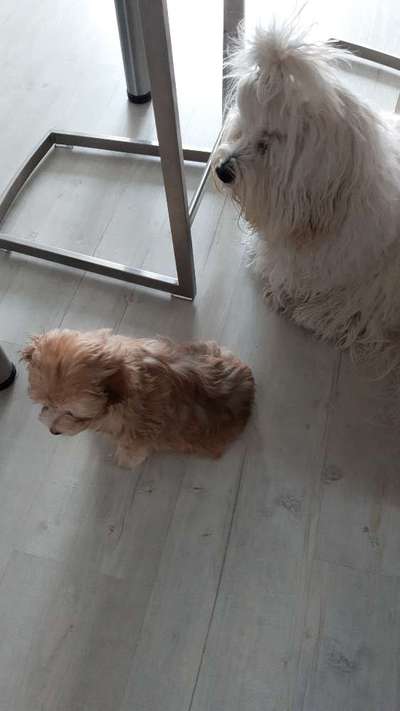 Warum liebst du deinen Hund?-Beitrag-Bild