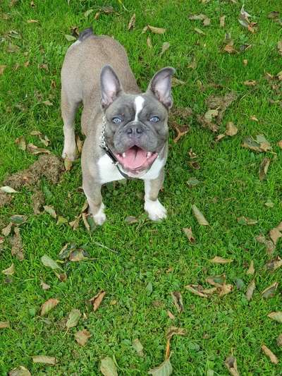 Hundetreffen-Suchen Welpen/Junghunde zum Austoben-Bild