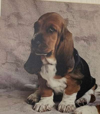 Die Dogorama Kalender Challenge Titelbild-Beitrag-Bild