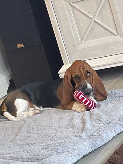 Dogorama Photo Challenge - Hundeblick zum hinschmelzen-Beitrag-Bild