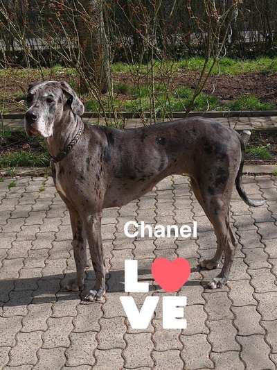 Unsere Fellnasen im Regenbogenland-Beitrag-Bild