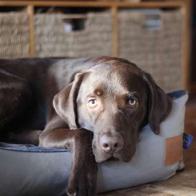 Hundetreffen-Gassi Runde Wiesbaden-Profilbild