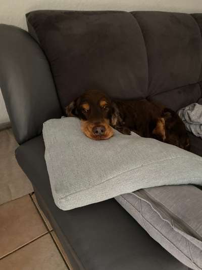 Mein Hund weint so bald ich aus dem Haus bin .-Beitrag-Bild