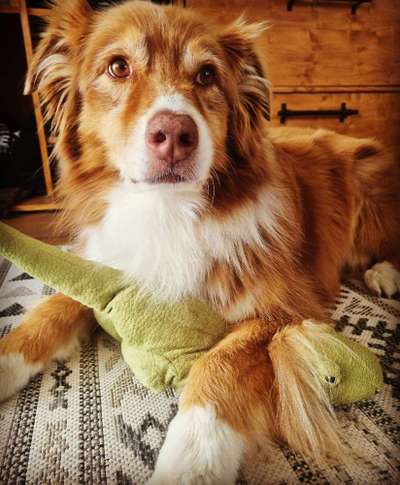 Hundetreffen-Gassirunden und neue Spielkameraden-Bild