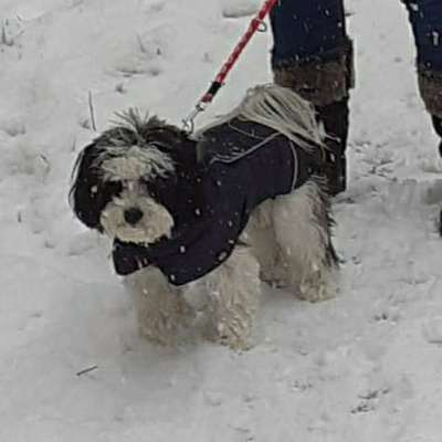 Hundetreffen-Konradsreuth-Profilbild