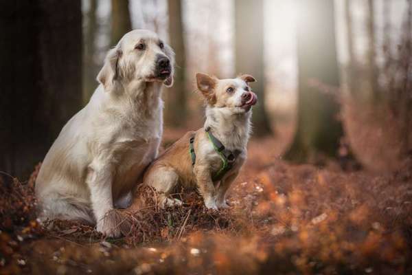 20. Handy -Foto-Callenge-Beitrag-Bild