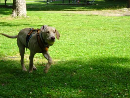 Die Dogorama Wochen Challenge-Beitrag-Bild