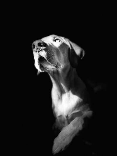 Die Dogorama Kalender Challenge Titelbild-Beitrag-Bild