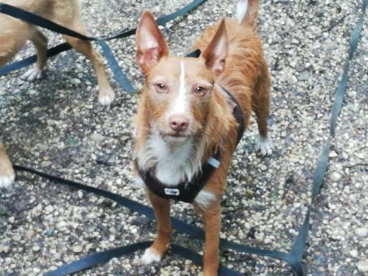 Hund aus dem Spanischen Tierschutz-Beitrag-Bild