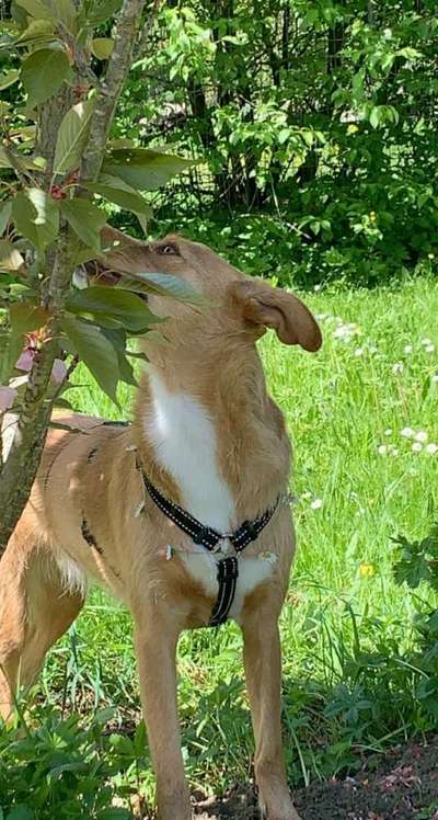 Die Dogorama Monats Challenge "Es grünt und blüht"-Beitrag-Bild