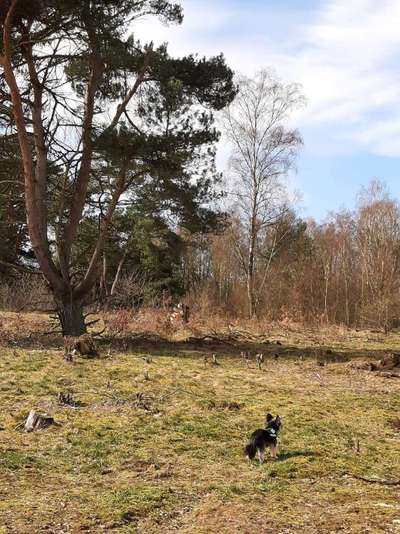 Hundeauslaufgebiet-Nüssauer Heide. Büchen-Bild