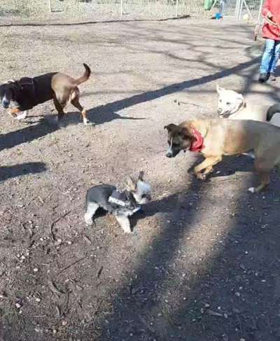 Hundeauslaufgebiet-Hundeauslauf Büchen-Bild