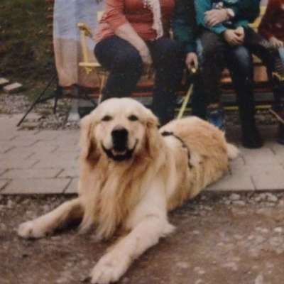 Hundetreffen-Spiel- bzw. Gassirunde-Bild