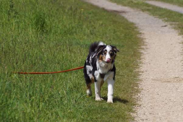 Die Dogorama Monats Challenge "Es grünt und blüht"-Beitrag-Bild
