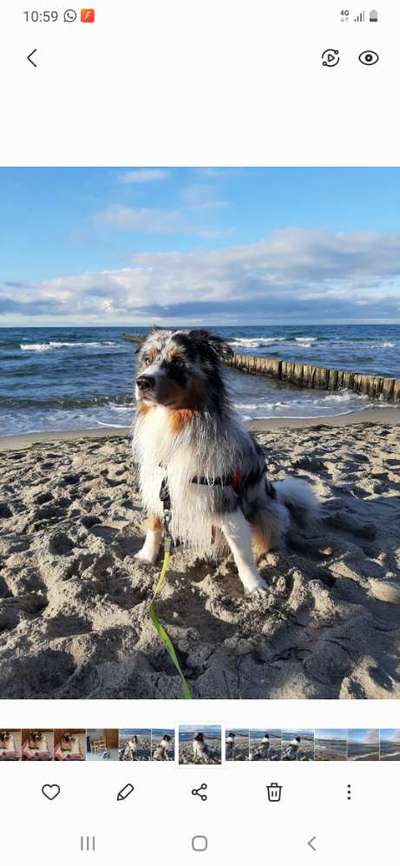 Dogorama-Monats-Challenge-Mai "Wasser"-Beitrag-Bild