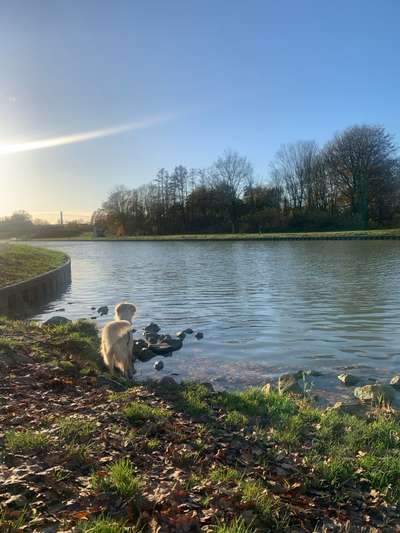 Hundetreffen-spazier-spiel-treff-Bild