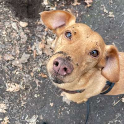 Hundetreffen-Gemeinsame Hunderunde-Bild